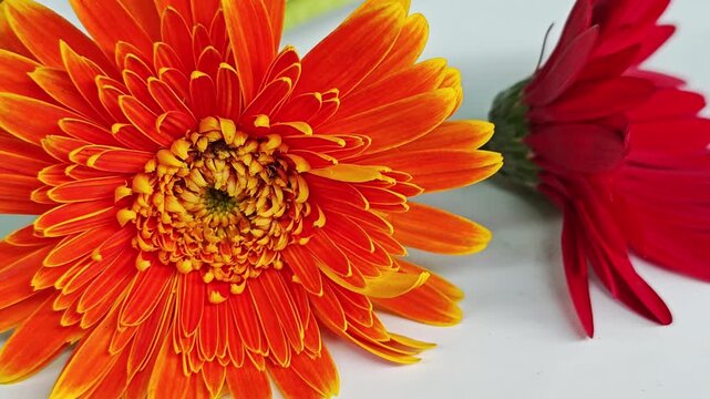Isolated orange and red gerbera flowers on white background.