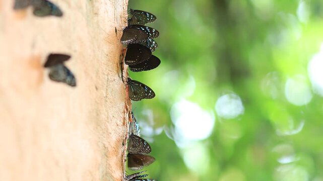 Beautiful nature video background. Colorful butterflies flying in groups foraging for food and pollinating in the forest. Nature during travel.