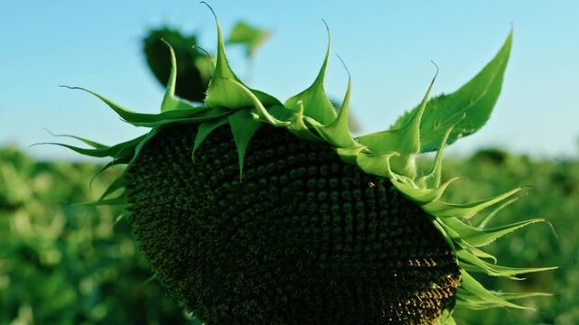 Close-up video of bright green sunflower leaves with a clear sun flare, showing detailed veins and textures, backlit by sunlight.