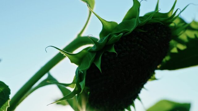 Close-up video of bright green sunflower leaves with a clear sun flare, showing detailed veins and textures, backlit by sunlight.