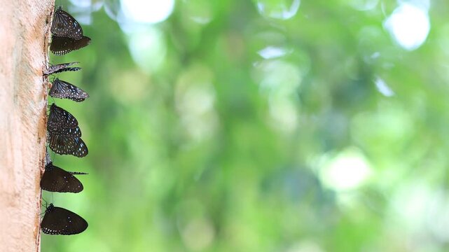 Beautiful nature video background. Colorful butterflies flying in groups foraging for food and pollinating in the forest. Nature during travel.