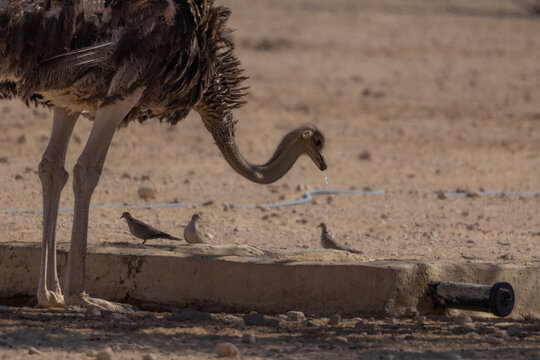 Common ostrich (Struthio camelus) drinking water in a desert environment near Eilat, Israel, with water droplets falling from its beak.