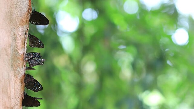 Beautiful nature video background. Colorful butterflies flying in groups foraging for food and pollinating in the forest. Nature during travel.