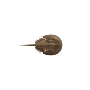 Horseshoe Crab Illustration