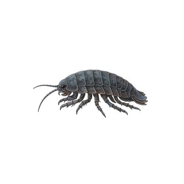 Giant Isopod Illustration