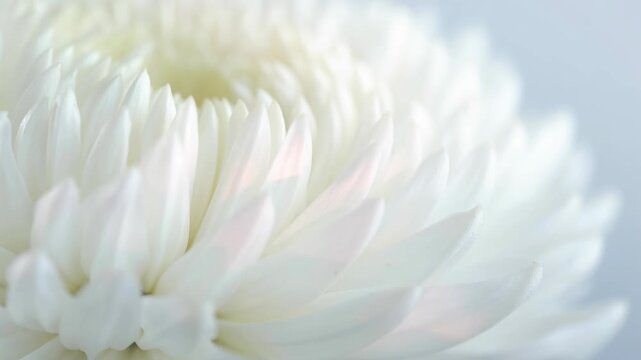 Close up of soft white chrysanthemum flower petals with gentle light and delicate texture