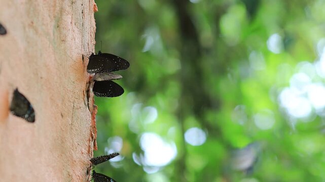 Beautiful nature video background. Colorful butterflies flying in groups foraging for food and pollinating in the forest. Nature during travel.