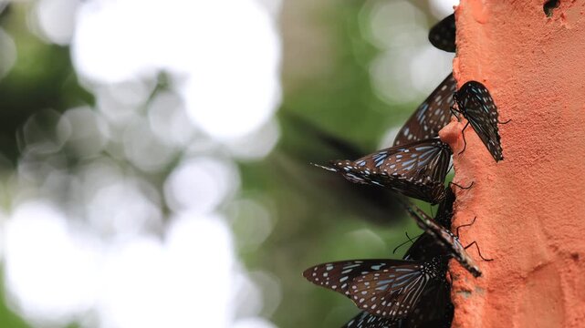 Beautiful nature video background. Colorful butterflies flying in groups foraging for food and pollinating in the forest. Nature during travel.