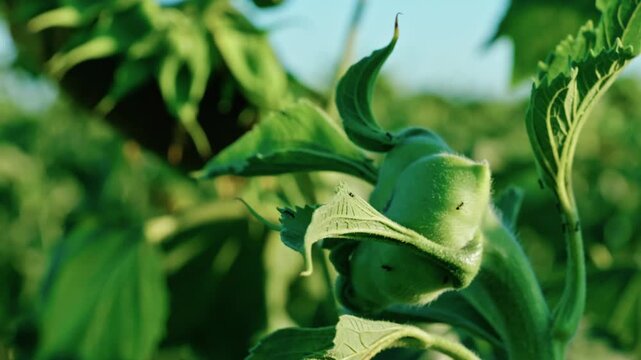 Macro close-up of a young unopened sunflower bud covered with fine hairs, growing in a sunny agricultural field before blooming.