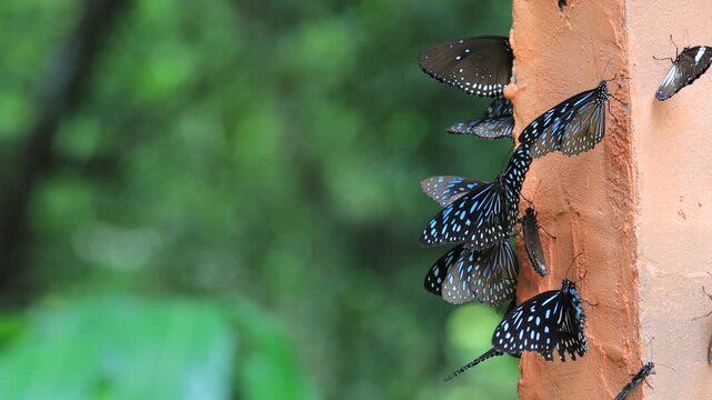 Beautiful nature video background. Colorful butterflies flying in groups foraging for food and pollinating in the forest. Nature during travel.