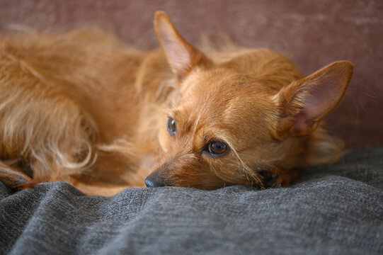 Resting Dog Resembling Portuguese Podengo or Terrier Mix on a Sofa