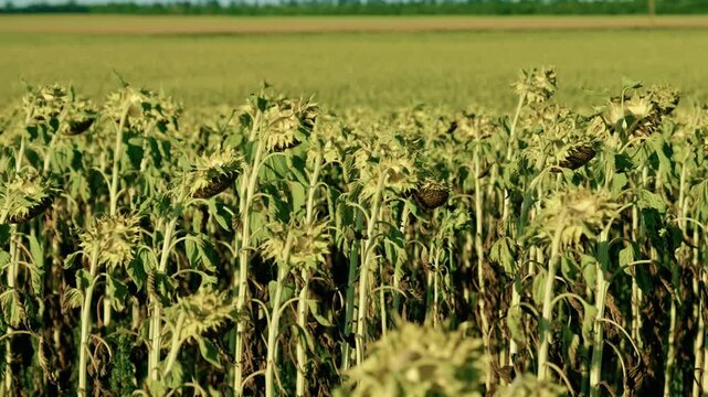 Panoramic view of a vast agricultural field with ripe, drying sunflowers ready for harvest under a clear sky on a sunny day.