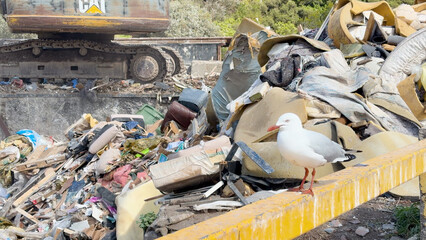 Silver Gull Perched on a Railing at an Australian Landfill Site © blueringmedia