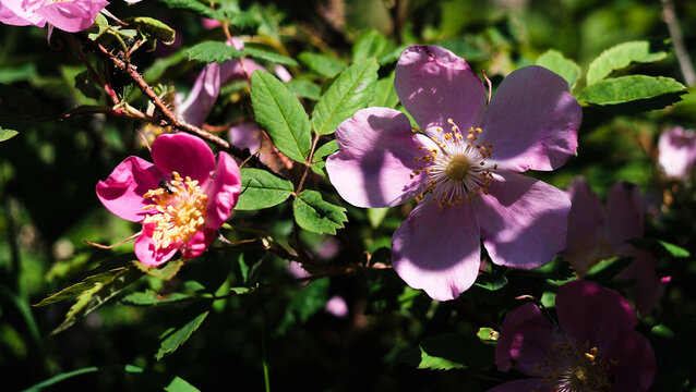 Delicate pink buds and wild rose flowers. Rosa canina, blooming among the bright green leaves on a thorny rose bush on a summer day.