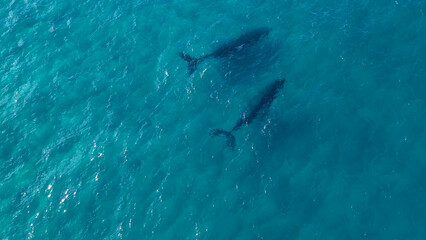 Fototapeta premium Aerial View of Two Humpback Whales Swimming in Turquoise Ocean Water
