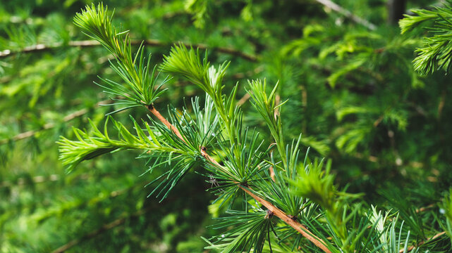 A Christmas banner for a design featuring spruce branches in nature, with a soft accent and sunlit highlights in an empty space.