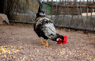 Beautiful Black and White Rooster Feeding on Corn Kernels in a Farmyard © dizfoto1973