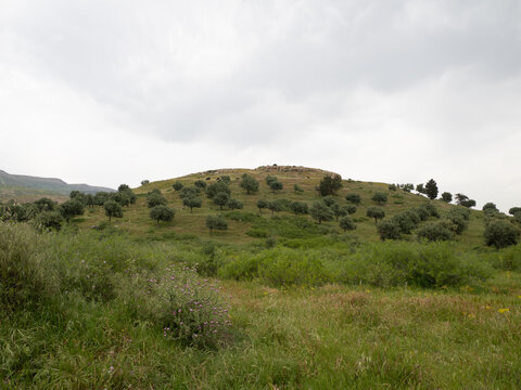 Entorno de la ciudad romana de Bulla Regia, en T&uacute;nez, &Aacute;frica