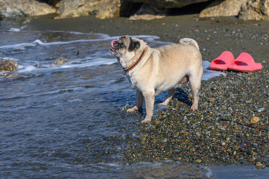 Joyful pug explores the shoreline while playfully enjoying the splashing waves under a sunny sky