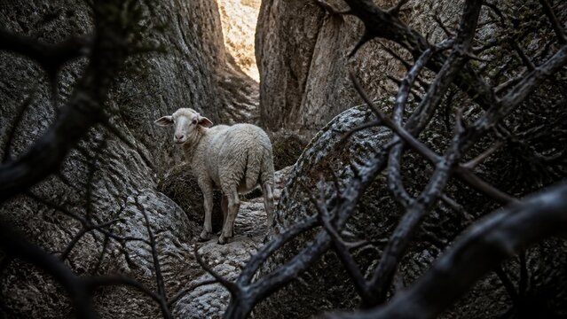 Lost sheep standing among rugged rocks and thorny branches. Biblical parable of redemption, repentance, divine care, and hope inspired by Luke 15