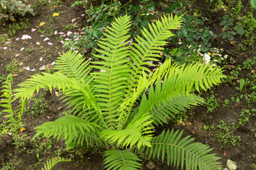 Lush green ostrich fern growing in summer backyard garden. Matteuccia struthiopteris plant with vibrant fronds. Landscaping design concept. © marinasokolchik