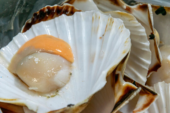 Opened raw scallop with orange coral and white meat inside shell The Concept of luxury dining and fresh harvest