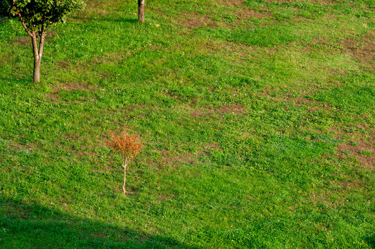 Prato con tre alberi e un piccolo albero dalle foglie arancioni che crea un forte punto focale. Ideale per temi natura, stagioni, minimalismo, paesaggio, colore e fotografia ambientale.