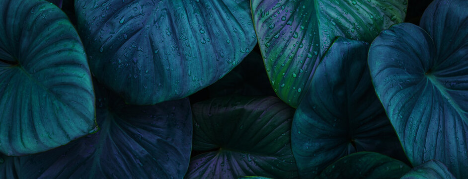 abstract tropical leaf textures on dark tone, natural green background.