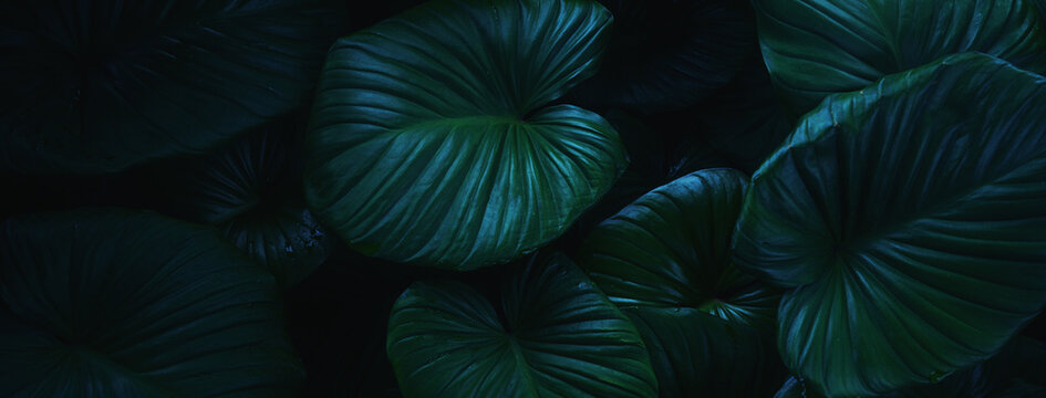 abstract tropical leaf textures on dark tone, natural green background.