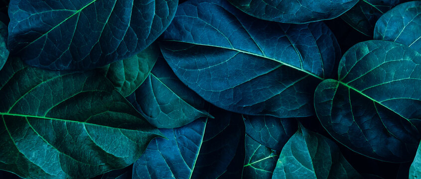 abstract tropical leaf textures on dark tone, natural green background.