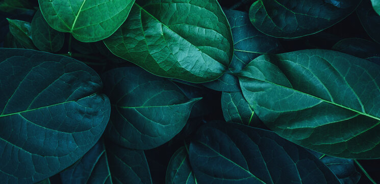 abstract tropical leaf textures on dark tone, natural green background.