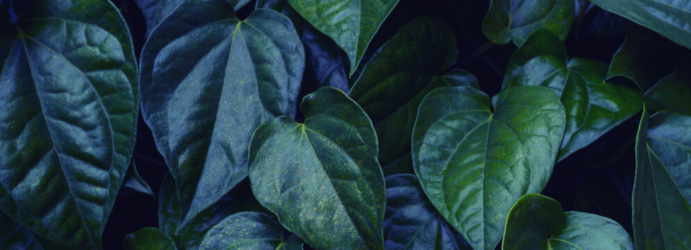 abstract tropical leaf textures on dark tone, natural green background.
