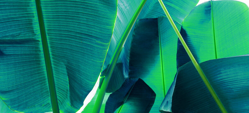 abstract tropical banana leaf textures on dark tone, natural green background.