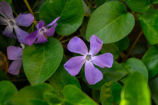 Vinca Minor Ground Cover with Two Blue Purple Flowers