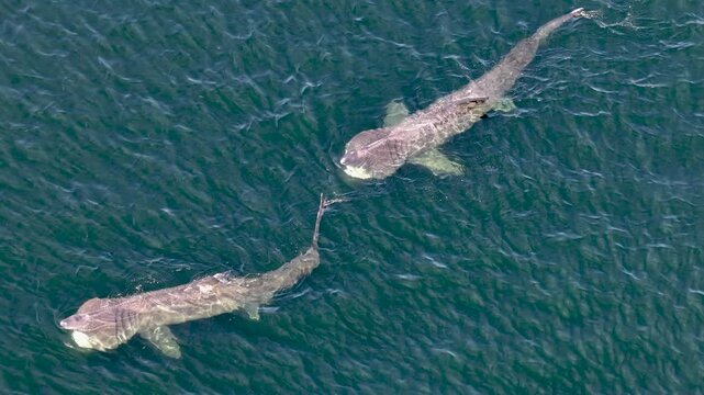 Aerial view of basking sharks in Donegal Bay - Ireland