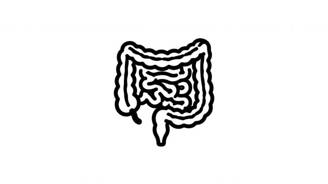 Detailed Human Intestine Anatomy Illustration Showing Digestive System Structure and Colon