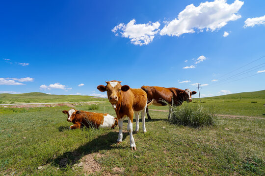A herd of cattle on the prairie