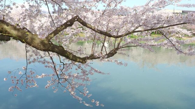 弘前公園の桜
