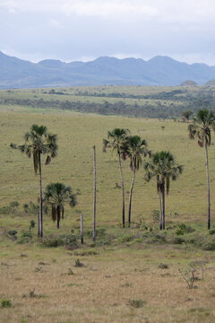 Aerial view of the Chapada dos Veadeiros landscape featuring scattered palm trees across the vast cerrado savanna with rolling hills in Alto Paraiso de Goias, Goias, Brazil.