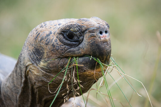 Close Up of a Gal&aacute;pagos Tortoise