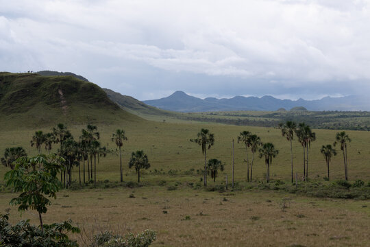 Aerial view of Chapada dos Veadeiros, featuring vast grassy plains, scattered palm trees, and rolling hills under a cloudy sky in Alto Paraiso de Goias, Goias, Brazil.