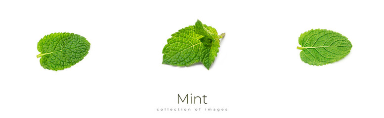 Fresh mint leaves on a white background. © Светлана Гуркова