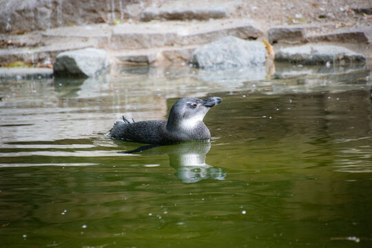 A swimming African Penguin Close-Up