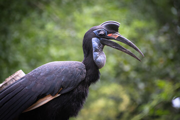 Close up of a Ground Hornbill © Giulia Velaine