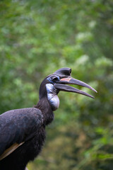 Close up of a Ground Hornbill © Giulia Velaine