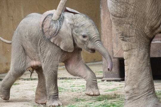 Close up of a baby elephant