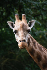 Naklejka premium A portrait of an African Giraffe