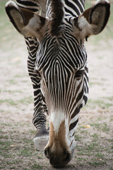 Close up of a Zebra © Ravyn