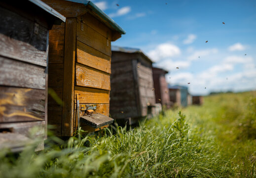 Wooden Beehives in Green Field with Flying Honey Bees
