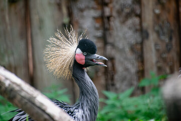 Naklejka premium Portrait of a Crowned Cranes